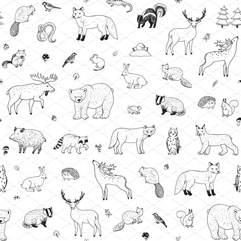 Rainforest Animals Line Drawings