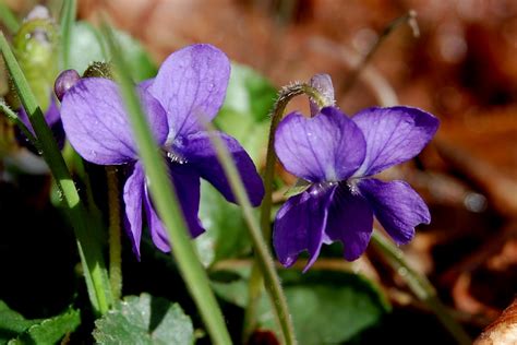 Cassie, abigail, and joy learn the origins of the purple pouches of soil but this revelation brings more questions than answers. blackoaknaturalist: Not wild, but real flowers!