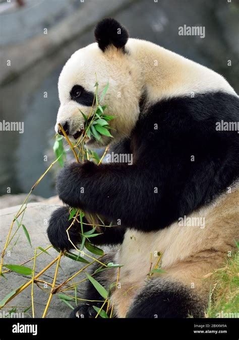 Oso Panda Gigante Hambriento Comer Bambú Hong Kong Zoológico