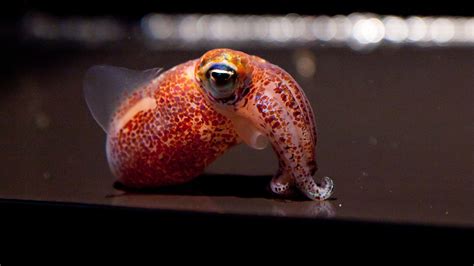 The Lovely Tale Of An Adorable Squid And Its Glowing Partner The Atlantic