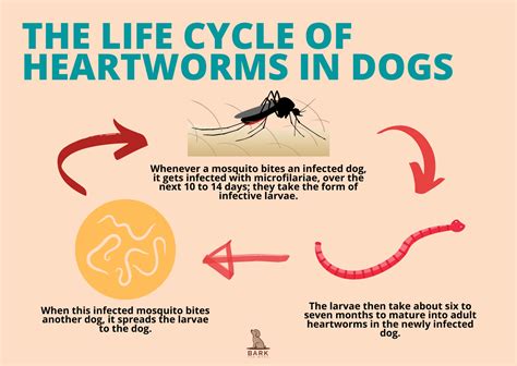 A Guide To Prevent And Treat Heartworm In Dogs Bark For More