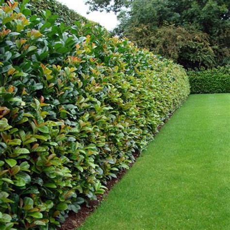 Top 10 Best Plants For Hedges And How To Plant Them Natural Fence