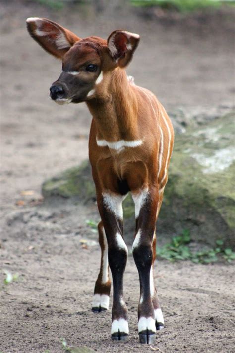 Eastern Bongo Calf One Of The Rarest Antelope Species Born In