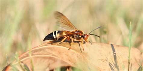 What Is A Cicada Killer How To Get Rid Of Cicada Killer Wasps