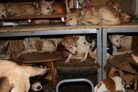Apartamentos.es es parte de guias civitatis sl, empresa española radicada en madrid. Encuentran una pequeña casa con 164 perros desnutridos