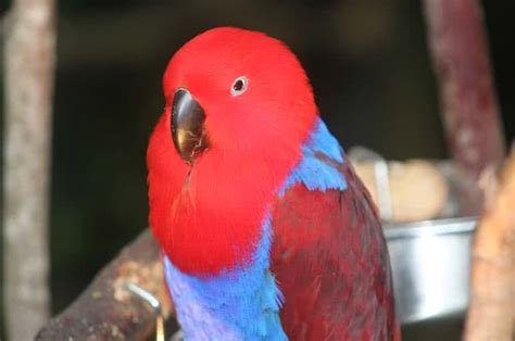 Top 10 Most Beautiful Parrots In The World The Mysterious World