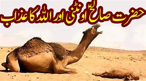 Hazrat Saleh Ka Mojza Qissa Story Waqia Qaum Par Azab Camel