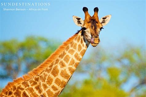 giraffe caught licking its nose aof sun destinations discover africa s hidden secrets