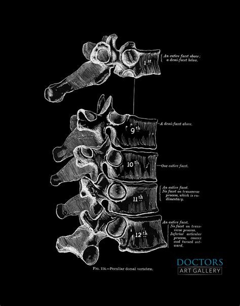 Dorsal Thoracic Spine Osteology Vertebrae Bone Spinal Surgeon Etsy