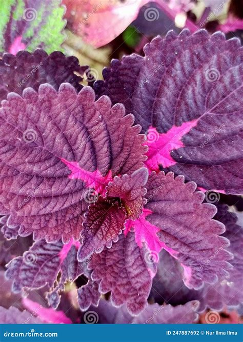 Purple Leaf Coleus Plant Stock Photo Image Of Produce 247887692