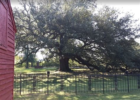 Emancipation Oak In Virginia Is An Ancient Oak Tree
