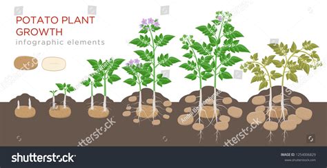 Potato Growing Process Over 88 Royalty Free Licensable Stock Vectors