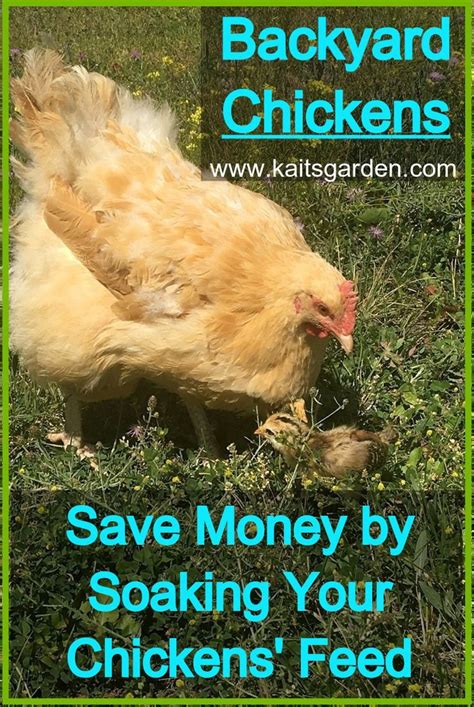 We did not find results for: Backyard Chickens: Save Money by Soaking Your Chickens ...