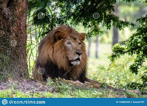 Adult Male Lion Stock Photo Image Of Brown Wild Outdoors 134802332