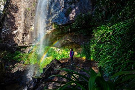 Springbrook National Park Gold Coast Safari Timing Ticket Fee And Photos