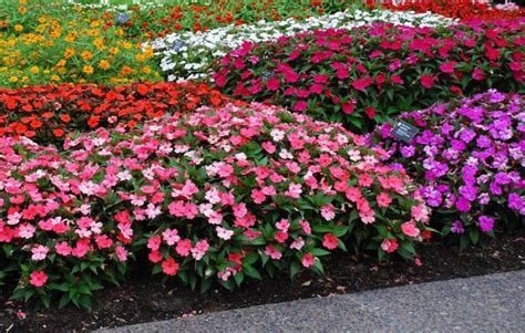 Easy Annual Plants That Bloom All Summer Long Quiet Corner Annual