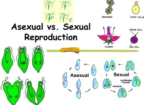 Ncert Class X Science Class Chapter 8 How Do Organisms Reproduce Part 1 Flexiprep