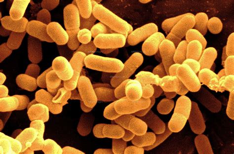 A microbial biorealm page on the genus listeria monocytogenes. Listeria monocytogenes bacteria01808012157｜ 写真素材・ストックフォト ...