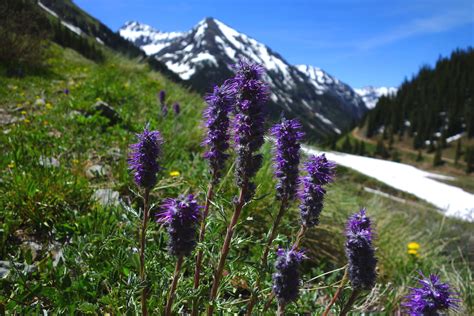 Find Colorado Wildflower Peak Season Crested Butte Gunnison