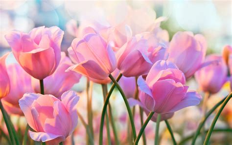 Download Wallpapers 4k Pink Tulips Bokeh Spring Pink Flowers