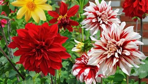 Dahlia Planting Guide For Zone 7 When How And Basic Care