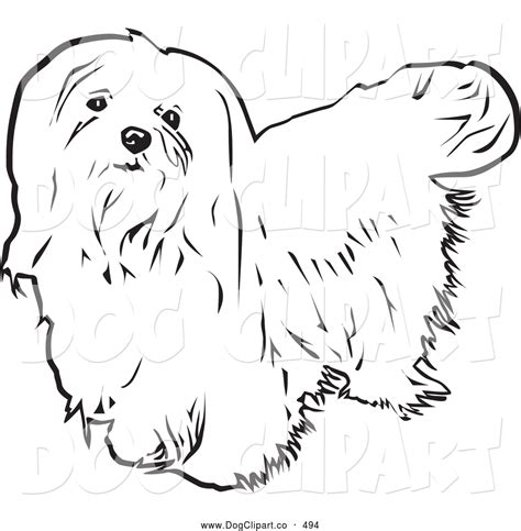 Vector Clip Art Of A Cute Long Haired Maltese Dog Looking