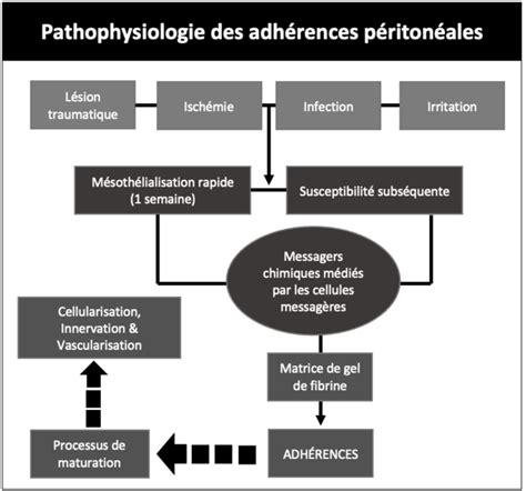 Fichierpathophysiologie Des Adhérences Péritonéalespng — Wikimedica