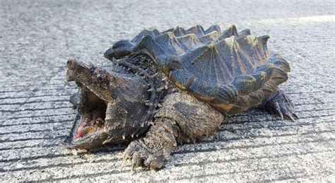 Giant Alligator Snapping Turtle Size Coarse Neck And Head And The Huge Size Of The Alligator