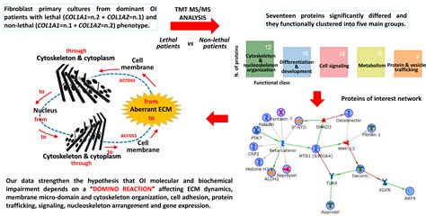 IJMS Free Full Text Intracellular And Extracellular Markers Of