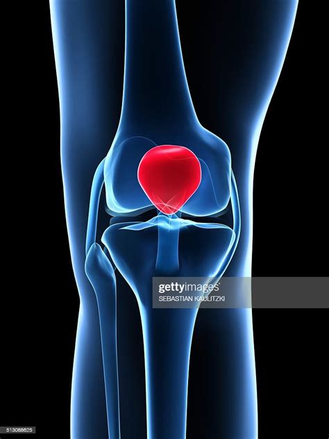 Human Knee Cap Artwork High Res Vector Graphic Getty Images