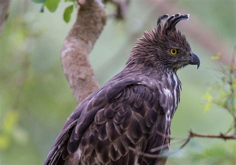 Changeable Hawk Eagle Lombok Wildlife Park
