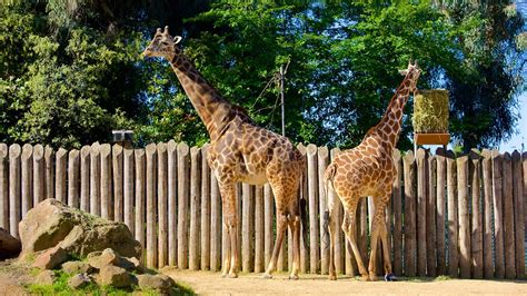 Sacramento Zoo In Sacramento California Expedia