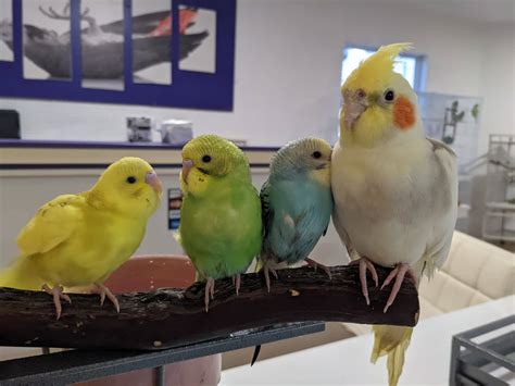 craigslist san diego pets birds - Vanda Barth