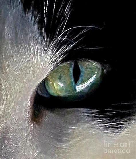 Cats Eye Digital Art By Dale Ford Fine Art America