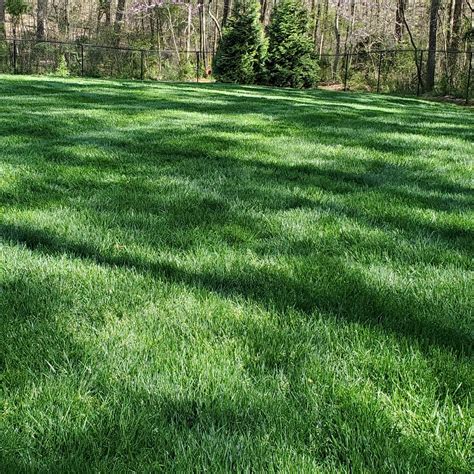 Outsidepride Midnight Kentucky Bluegrass Lawn Grass Seed 5 Lbs Buy