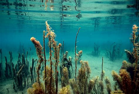 Lake Underwater Wallpapers Gallery