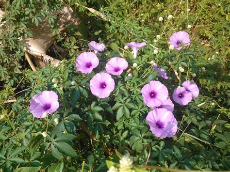 Check spelling or type a new query. 7 Jenis Bunga & Tumbuhan yang Sering Menemani Masa Kecil ...