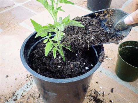 Why And How To Transplant Tomatoes A Second Time Garden Betty