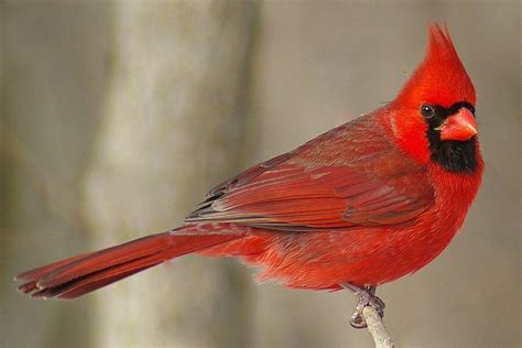 Northern Cardinal Care Sheet Birds Coo
