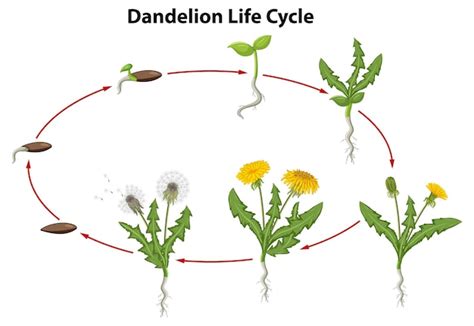 Premium Vector Dandelion Flower Life Cycle Illustration