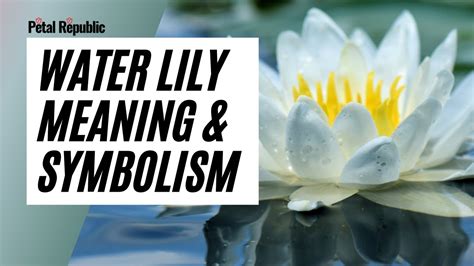Water Lily Flower Meaning And Symbolism Youtube