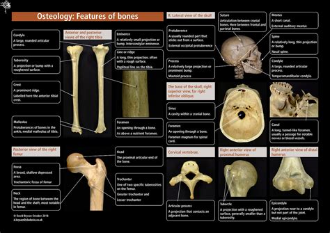David Bryson Osteology And Odontology