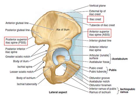 The ilium is the largest bone of the 3 bones that make up the outer section of the pelvis. Iliac Crest - What is, Causes, Diagnosis, Treatment, Pain