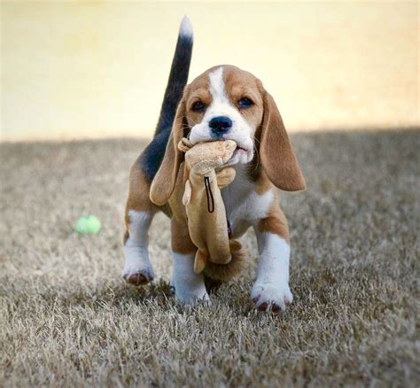 Get A Beagle Puppy They Will Be The Best Decision You Will Ever Make