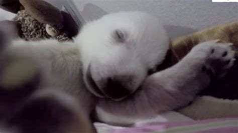 夢を見ているシロクマの赤ちゃん、目が離せないほどかわいい〜（動画） ハフポスト Life