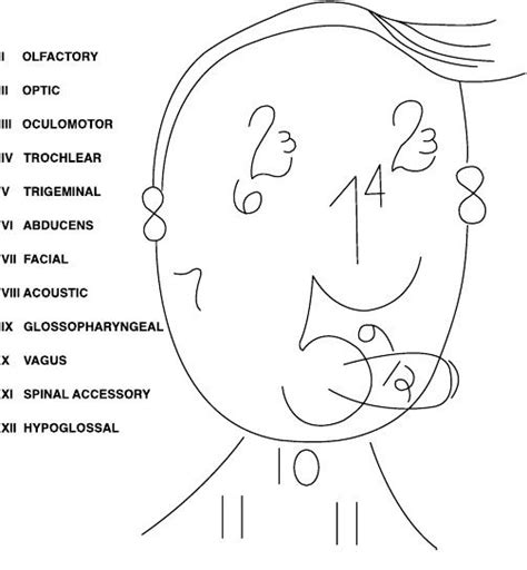 Cranial Nerves Nclex Rn Exam Prep Pearson Home Nursing School