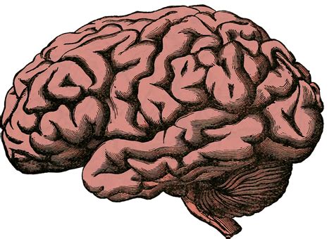 Free Illustration Brain Anatomy Human Science Free Image On Pixabay 512758