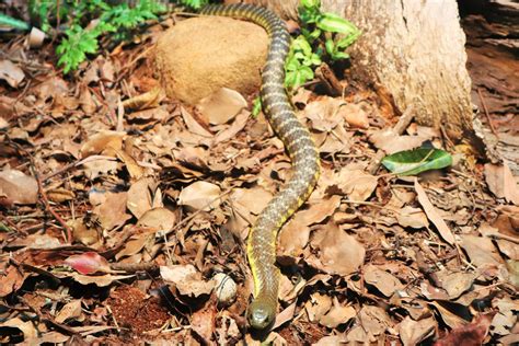 Eastern Tiger Snake Notechis Scutatus Scutatus Zoochat
