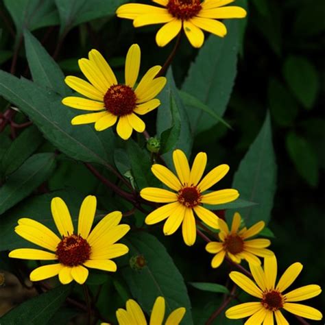 Heliopsis Helianthoides Summer Nights False Sunflower Siteone