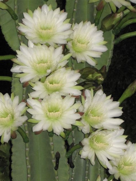 Night Blooming Cereus Update